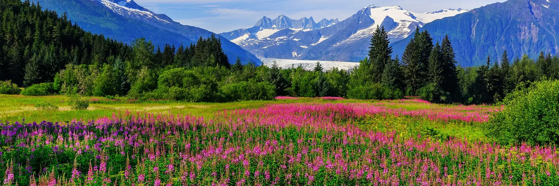 Wildflower meadow with pink flowers, pine trees, and snow-capped mountains under a bright blue sky in the background.