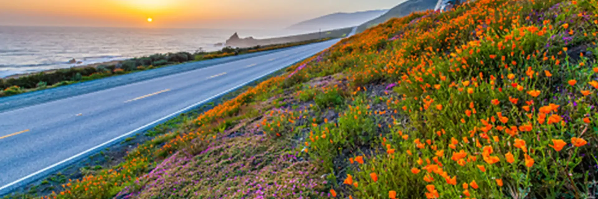 Coastal road at sunset with wildflowers blooming on a hillside and the ocean in the background.
