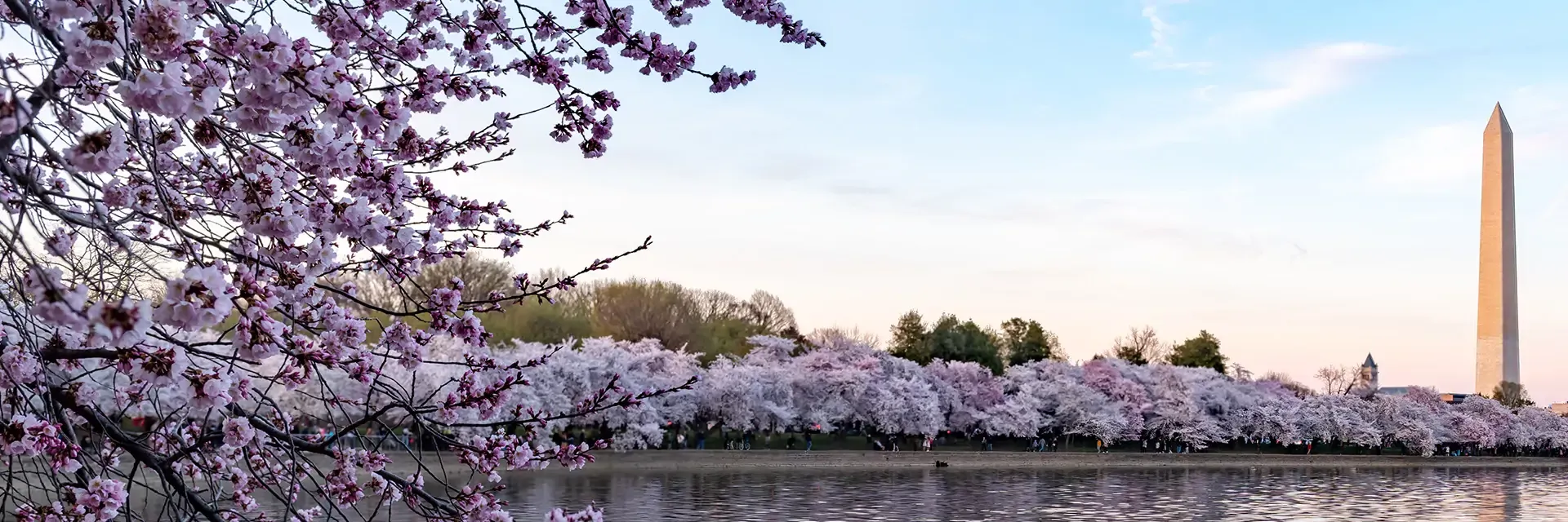 Cherry blossoms by the Tidal Basin with the Washington Monument in the background under a blue sky.