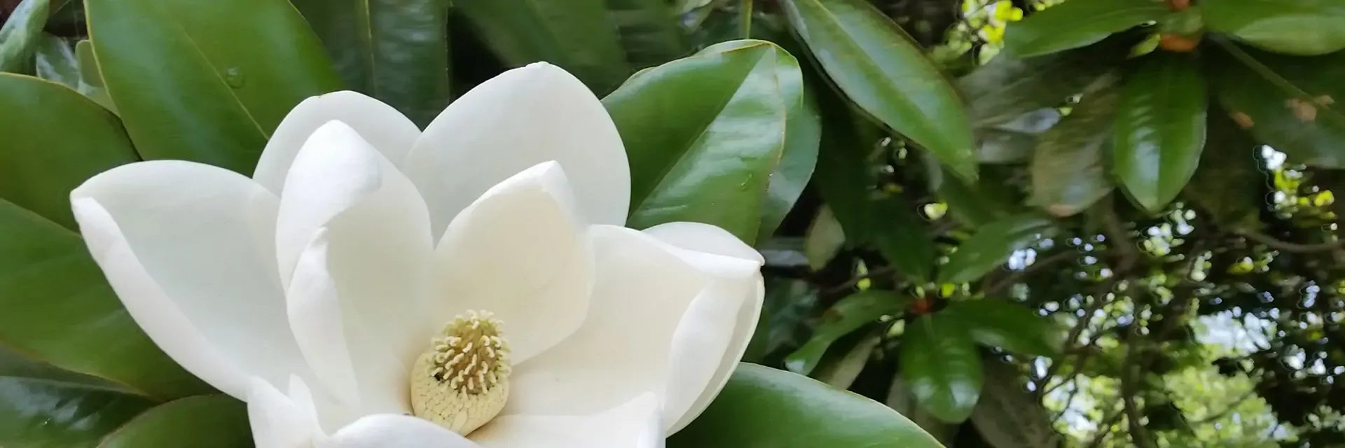 Close-up of a blooming white magnolia flower with glossy green leaves in the background.