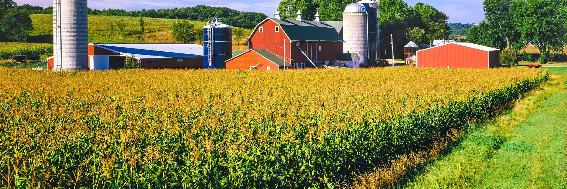 A cornfield in front of red barns and silos on a sunny day, with trees and hills in the background.