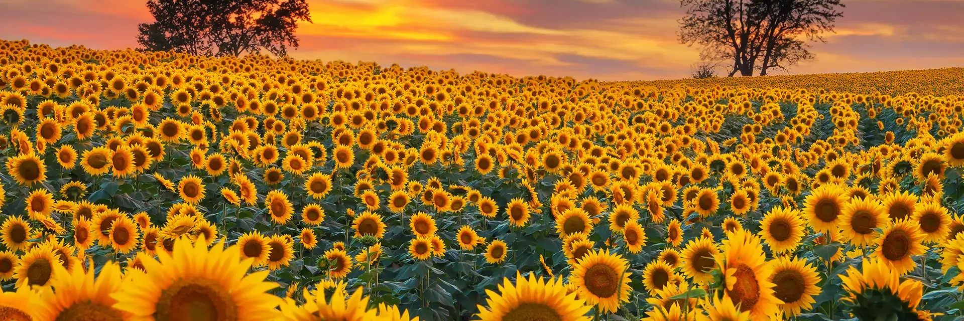 A vast field of blooming sunflowers under a colorful sunset sky with a few trees in the background.