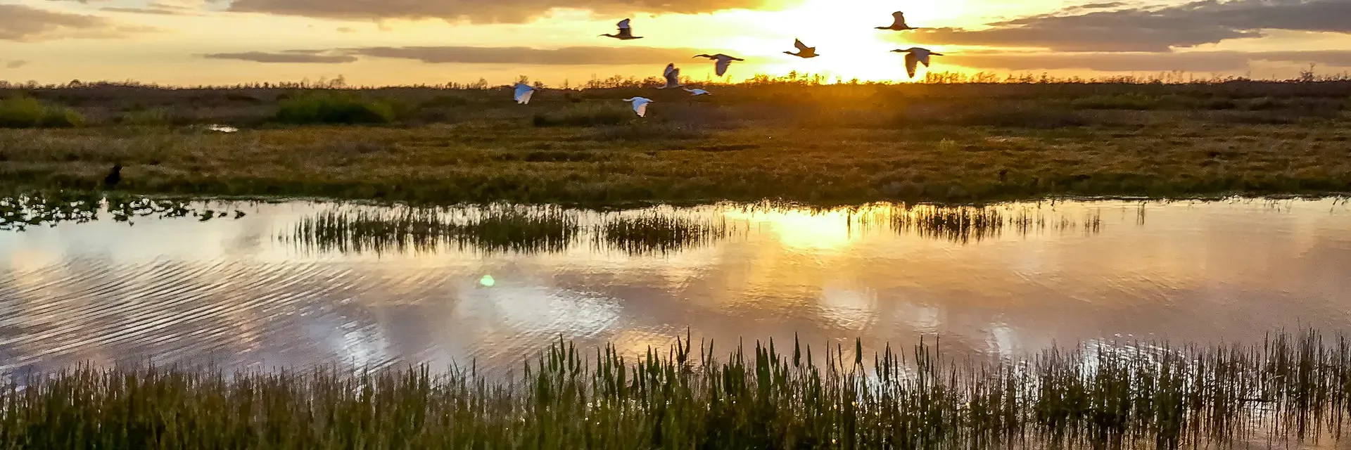 Birds flying over a marsh at sunset, reflected in the water with grass and reeds in the foreground.