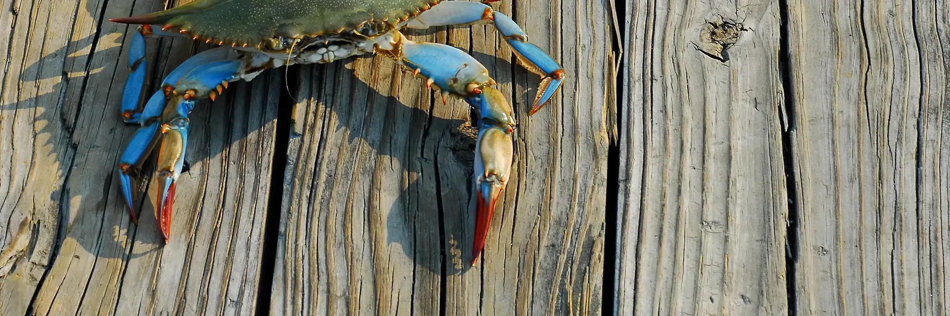 Blue crab with red-tipped claws on a weathered wooden surface in sunlight.