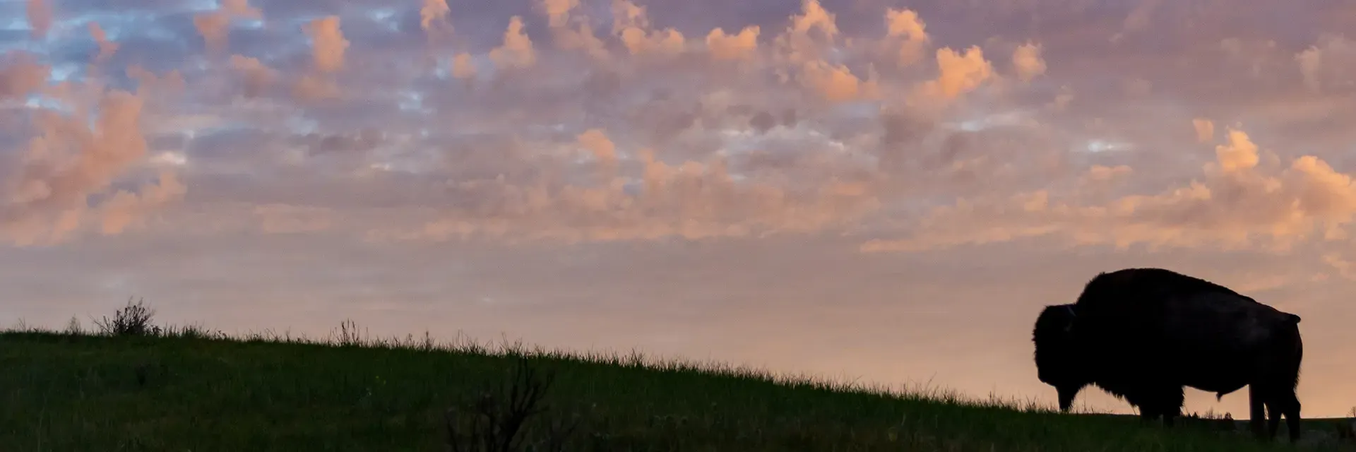 Silhouette of a bison standing on grassy hill at sunset with a colorful, cloudy sky in the background.