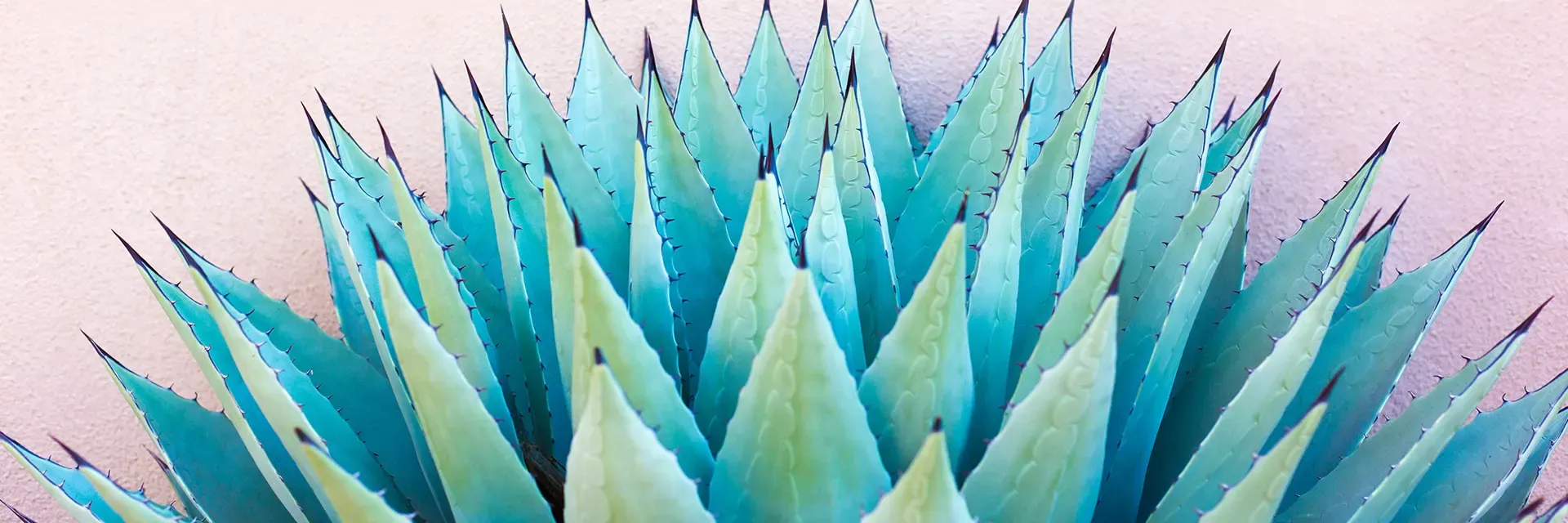 Close-up of a spiky agave plant with blue-green leaves against a light pink wall background.