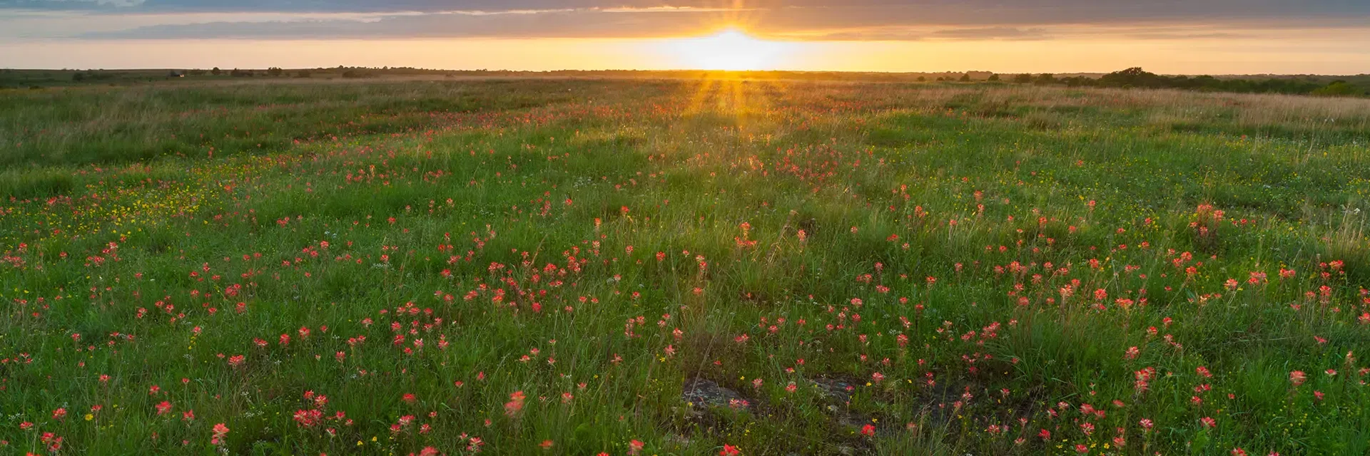 Sunset over a grassy field filled with wildflowers, including red and yellow blooms, under a partly cloudy sky.