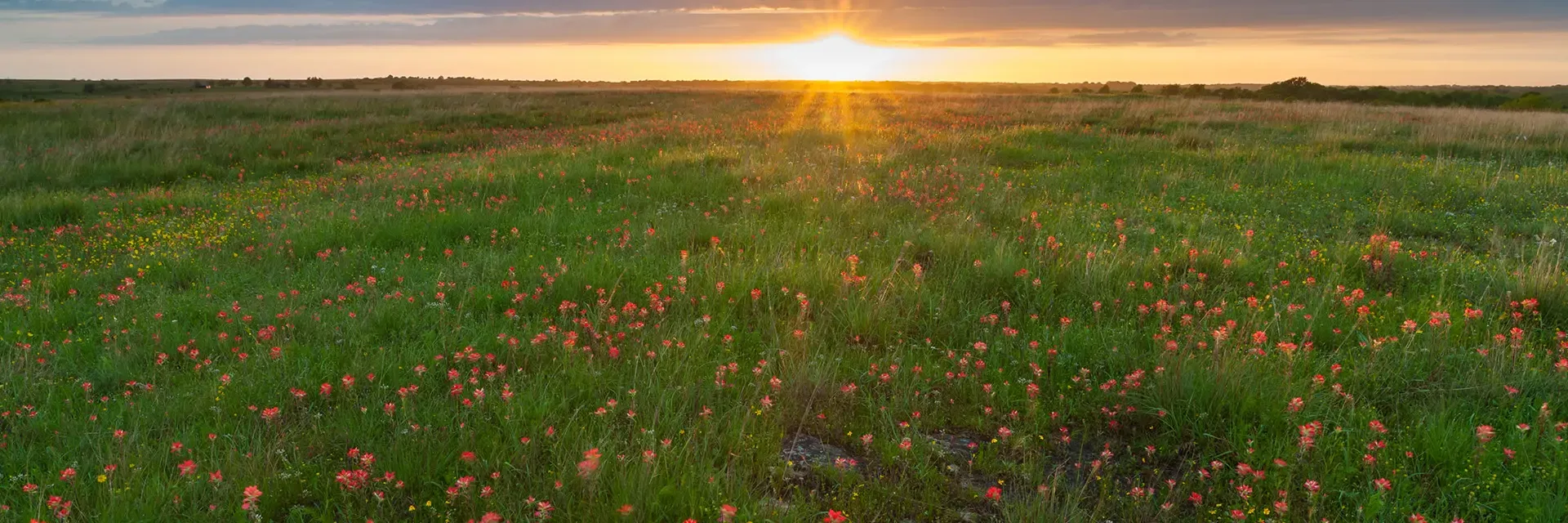 Sunset over a grassy field filled with wildflowers, including red and yellow blooms, under a partly cloudy sky.