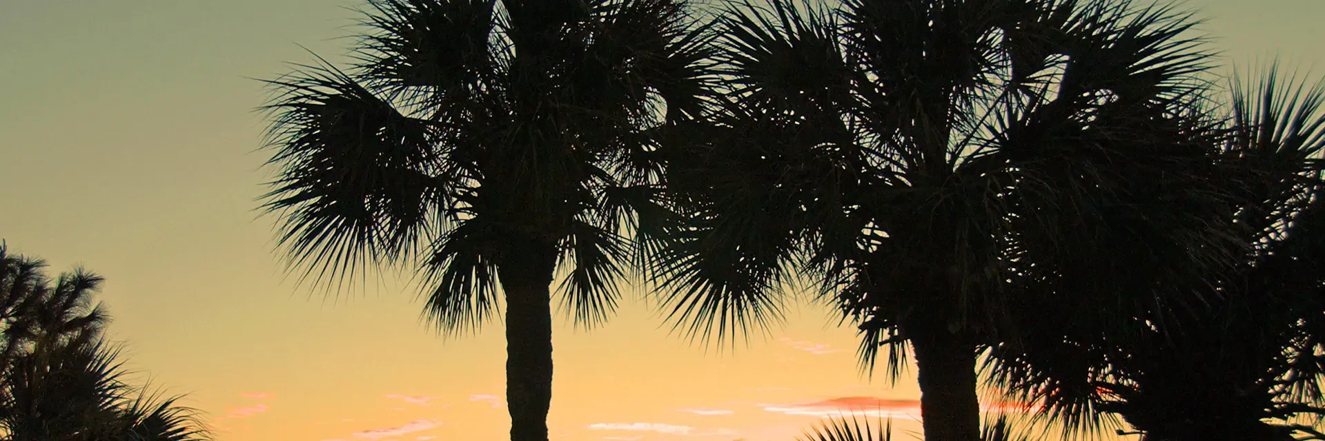 Silhouettes of palm trees against a yellow and orange sunset sky.