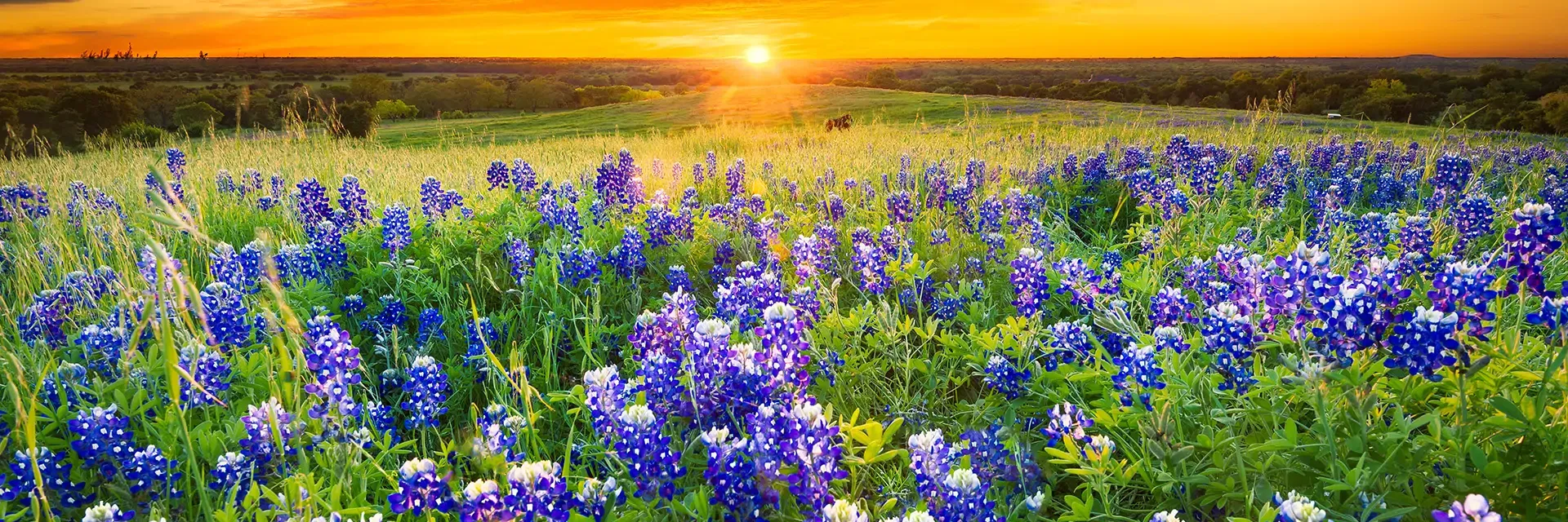 Field of bluebonnets under a vibrant orange sunset sky, with rolling hills and distant trees in the background.