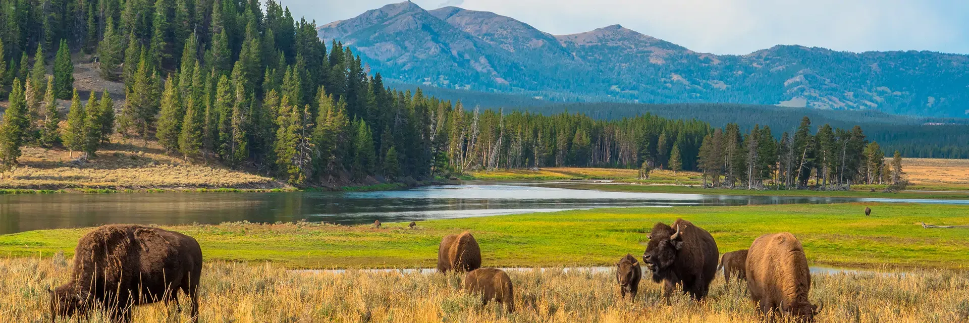 Bison grazing by a river in a grassy valley with pine trees and mountains in the background under a blue sky.