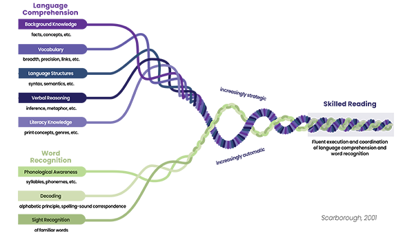 Scarborough’s Reading Rope (2001), provides insight into how different reading skills work together to create fluency